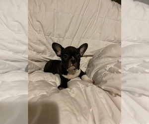 French Bulldog Puppy for sale in SAN DIEGO, CA, USA