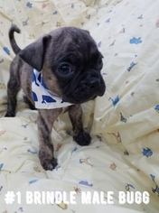 Buggs Puppy for sale in HARLINGEN, TX, USA