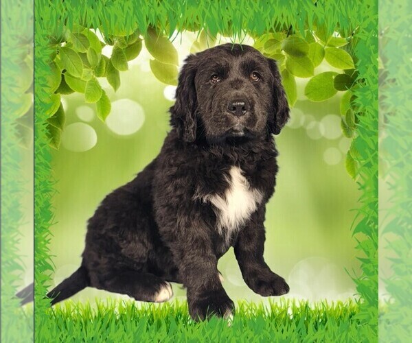 Medium Photo #90 Golden Mountain Dog Puppy For Sale in BLACK FOREST, CO, USA