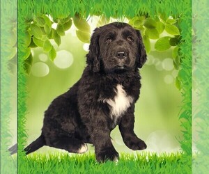 Medium Golden Mountain Dog