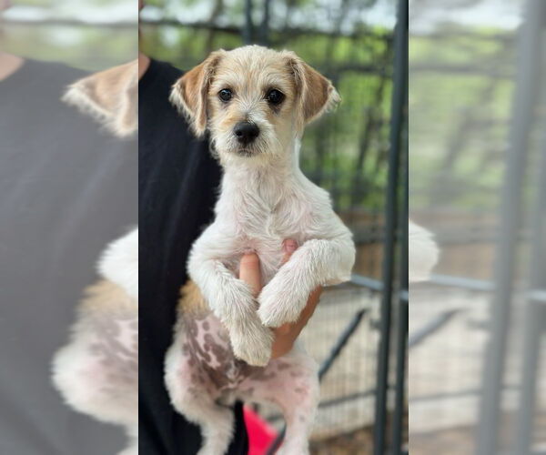 Medium Photo #2 Mutt Puppy For Sale in Oak Bluffs, MA, USA