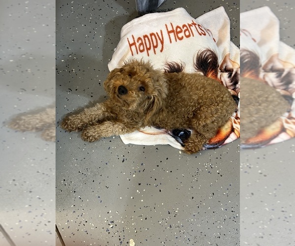 Medium Photo #1 YorkiePoo Puppy For Sale in WASHINGTON COURT HOUSE, OH, USA