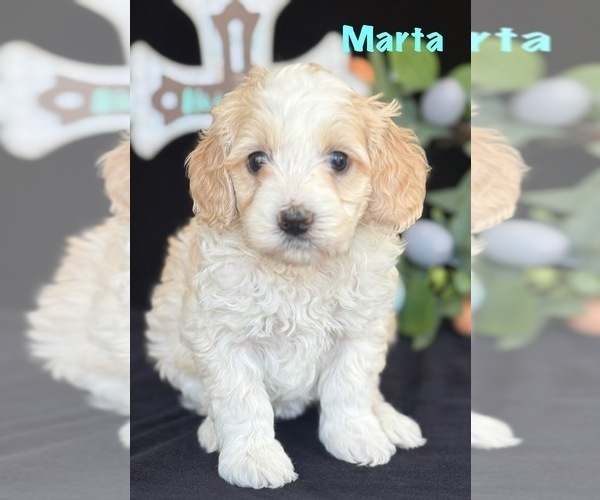 Medium Photo #6 Australian Labradoodle Puppy For Sale in WASHINGTON, NC, USA