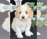 Small #1 Australian Labradoodle