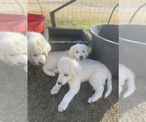 Great Pyrenees Puppy for sale in ROYSE CITY, TX, USA