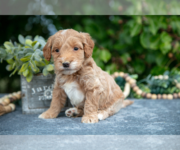 Medium Photo #8 Goldendoodle (Miniature) Puppy For Sale in WOLCOTTVILLE, IN, USA