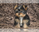 Small #4 Yorkshire Terrier