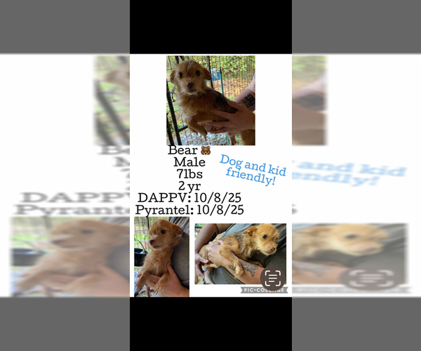 Medium Photo #1 Chihuahua-Unknown Mix Puppy For Sale in Plainfield, IL, USA