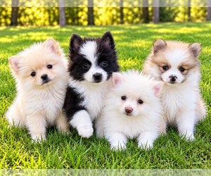 Pomeranian Puppy for Sale in FAIR HAVEN, Michigan USA