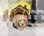 Small #4 Cocker Spaniel