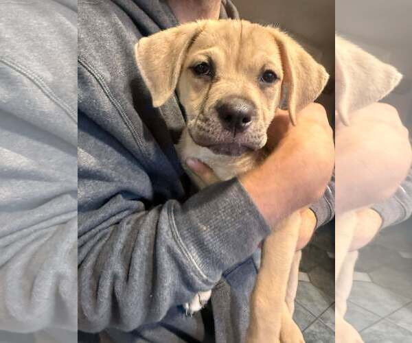 Medium Photo #3 Labrottie Puppy For Sale in MIDWAY, UT, USA