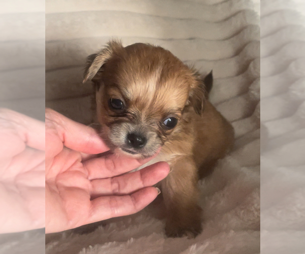 Medium Photo #9 Chihuahua Puppy For Sale in ADAMSVILLE, TN, USA
