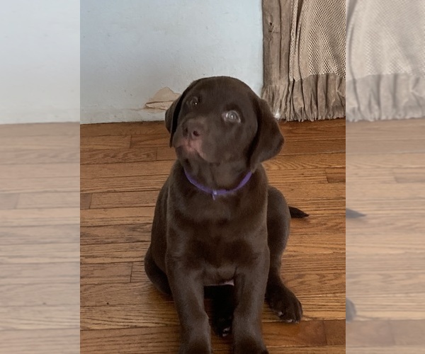 Medium Photo #1 Labrador Retriever Puppy For Sale in BURLINGTON, WI, USA