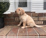 Small #3 Labrador Retriever