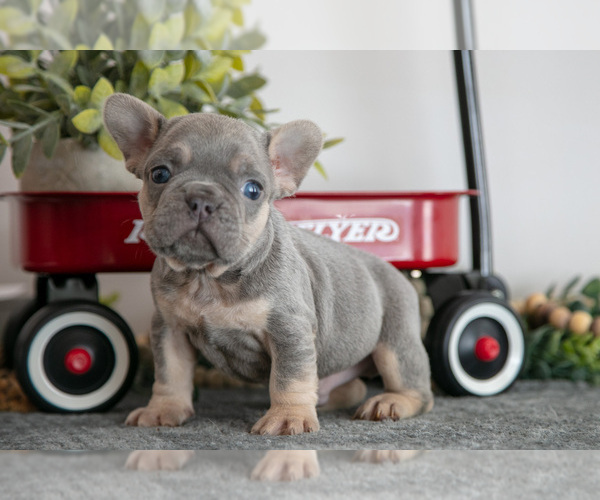 Medium Photo #5 French Bulldog Puppy For Sale in GOSHEN, IN, USA
