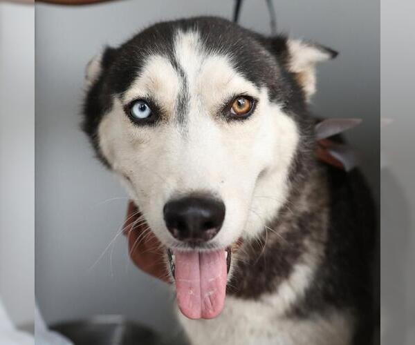 Medium Photo #1 Siberian Husky-Unknown Mix Puppy For Sale in San Antonio, TX, USA