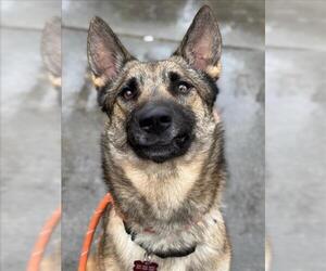 German Shepherd Dog Dogs for adoption in Woodland, CA, USA