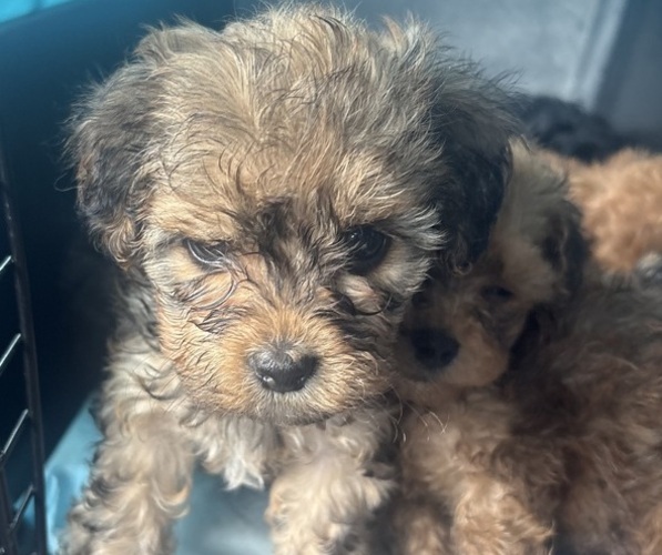 Medium Photo #20 Yorkipoo Puppy For Sale in ARLINGTON, TX, USA