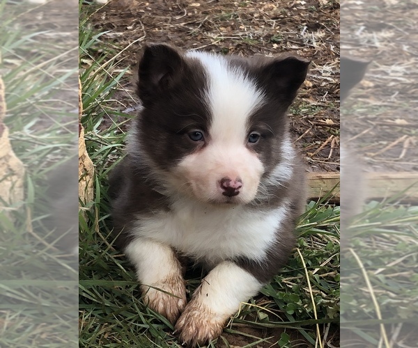 Medium Photo #6 Border Collie Puppy For Sale in LEXINGTON, VA, USA