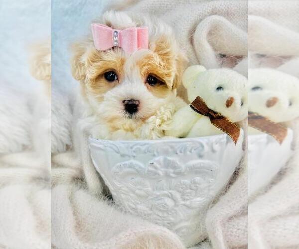Medium Photo #11 Morkie Puppy For Sale in WEST PALM BEACH, FL, USA