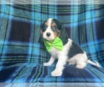 Small #5 Cavalier King Charles Spaniel