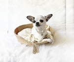 Small #2 Chihuahua