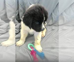 Newfoundland Puppy for sale in HEMET, CA, USA