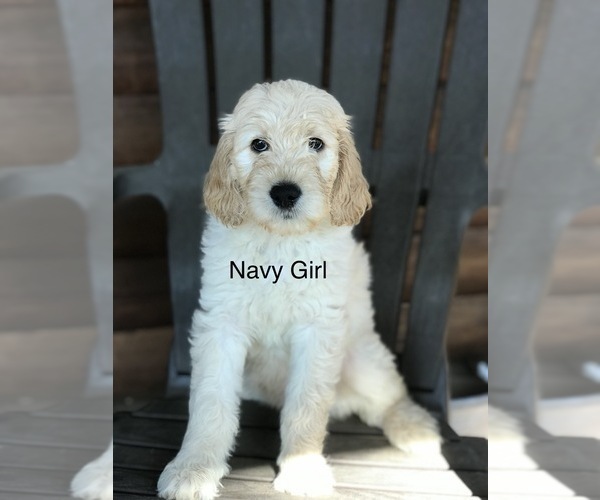 Medium Photo #3 Goldendoodle Puppy For Sale in JACKSONVILLE, FL, USA
