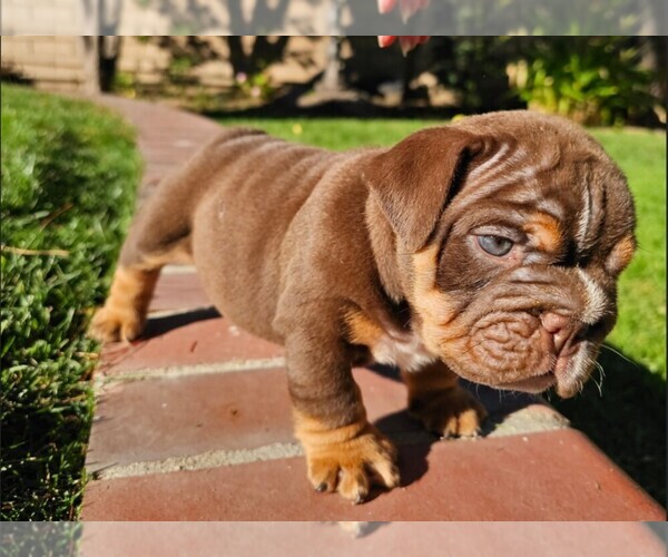 Medium Photo #1 Bulldog Puppy For Sale in RIVERSIDE, CA, USA