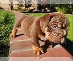 Puppy Jett Bulldog