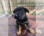 Small Photo #13 German Shepherd Dog Puppy For Sale in UNIVERSITY PL, WA, USA