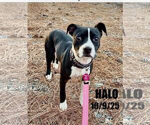 Boston Terrier-Unknown Mix Dogs for adoption in Berlin, MD, USA