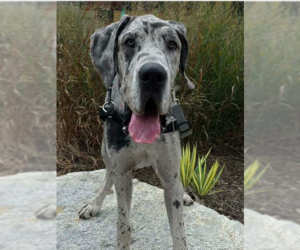 Great Dane Dogs for adoption in Raleigh, NC, USA