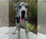 Small Great Dane