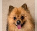 Small #3 Pomeranian