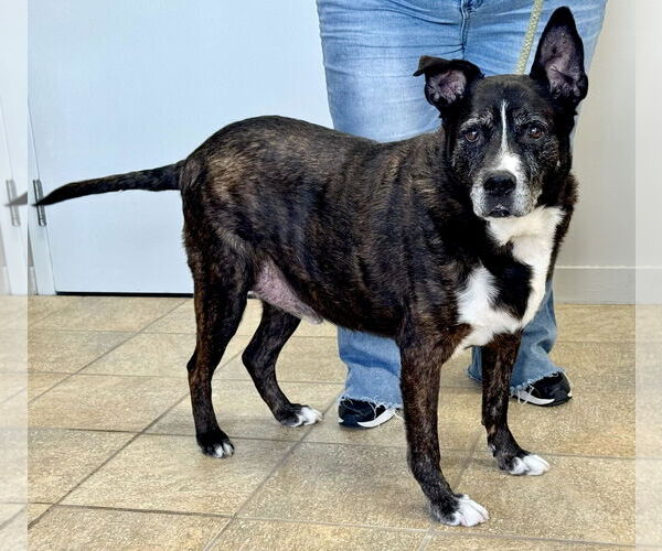 Medium Photo #1 American Staffordshire Terrier-Unknown Mix Puppy For Sale in Pittsburgh, PA, USA