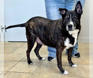 American Staffordshire Terrier-Unknown Mix Dogs for adoption in Pittsburgh, PA, USA