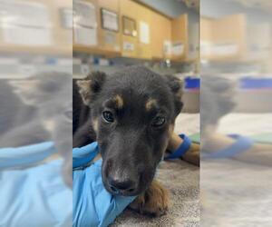 German Shepherd Dog-Unknown Mix Dogs for adoption in Riverside, CA, USA
