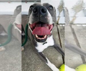 Blue Steele - Male Mutt Dog for Adoption - Photo #3