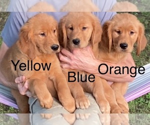 Golden Retriever Puppy for sale in COON VALLEY, WI, USA