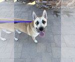 HARPER - Female Mutt Dog for Adoption - Small photo