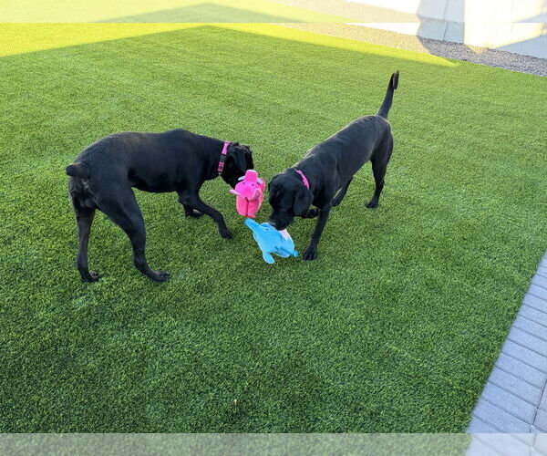 Medium Photo #1 Mutt Puppy For Sale in Goodyear, AZ, USA