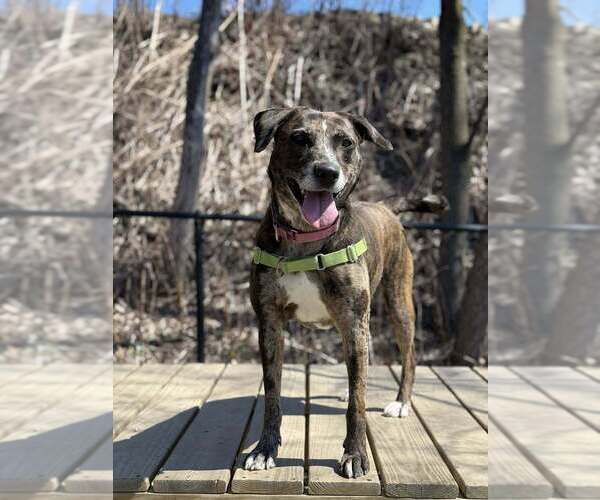 Medium Photo #2 Catahoula Leopard Dog-Unknown Mix Puppy For Sale in Elmsford, NY, USA