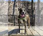 Small #1 Catahoula Leopard Dog Mix