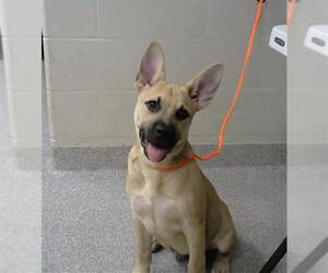 German Shepherd Dog-Siberian Husky Mix Dogs for adoption in Pasadena, TX, USA