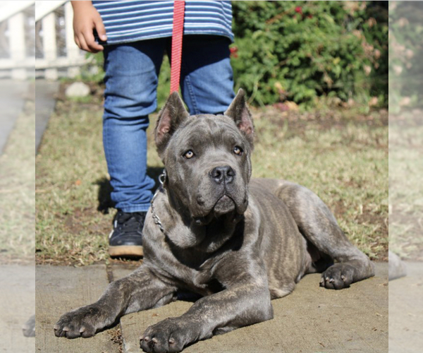 Medium Photo #1 Cane Corso Puppy For Sale in POMONA, CA, USA