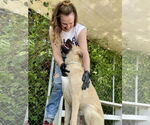 Small #1 Anatolian Shepherd Mix
