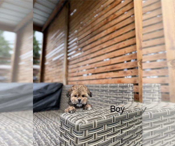 Medium Photo #1 ShihPoo Puppy For Sale in PORTLAND, OR, USA