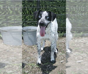 Catahoula Leopard Dog-Unknown Mix Dogs for adoption in Abbeville, LA, USA