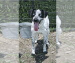 Small Catahoula Leopard Dog Mix